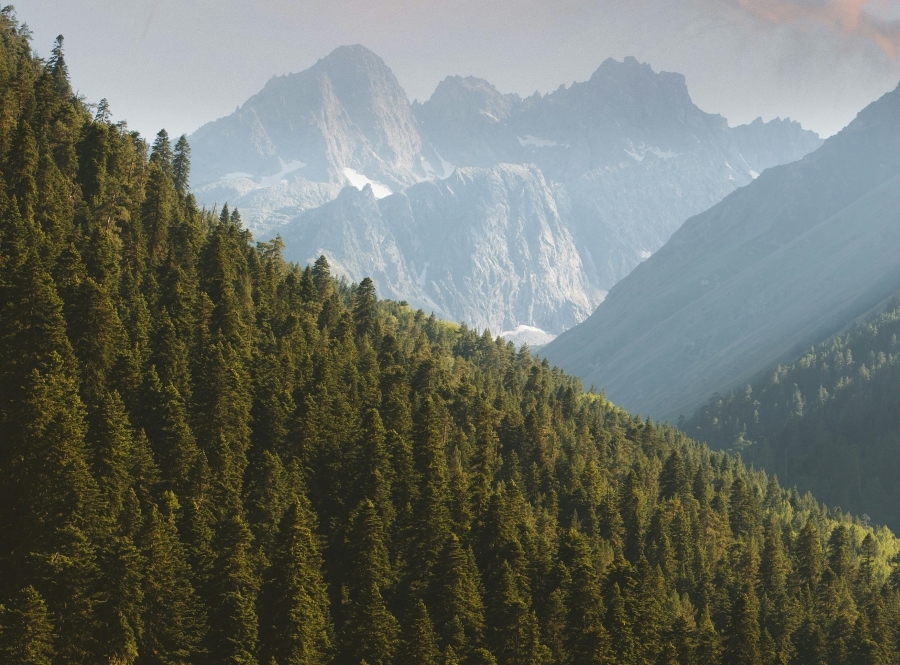 Trees and mountains