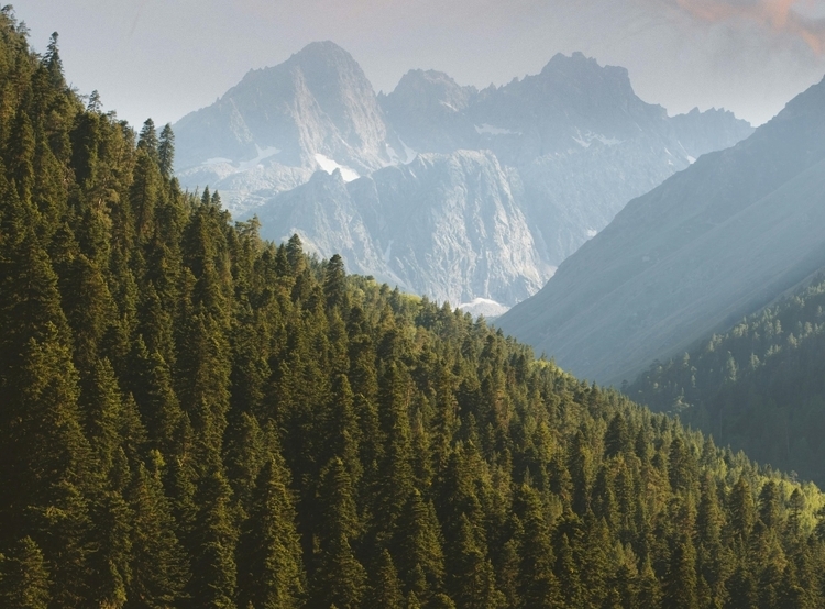 Trees and mountains